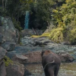 Jim Corbett Jungle Escape – 3N/4D