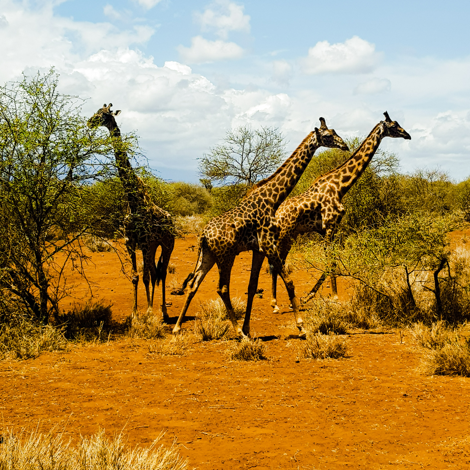 Durga-Puja-Kolkata-25-scaled-1.png South Africa Adventure Escape – 10N/11D - Image 1